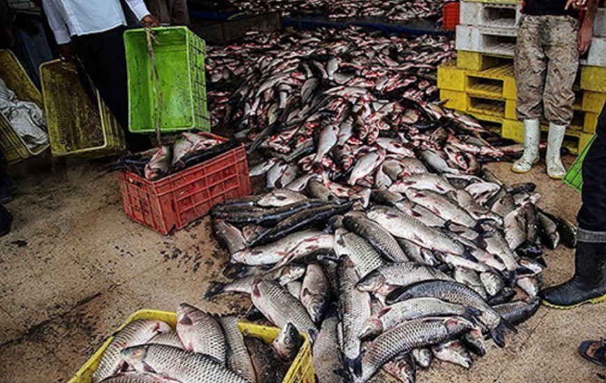 کشف ۱۳ تن ماهی قاچاق در محور چابهار