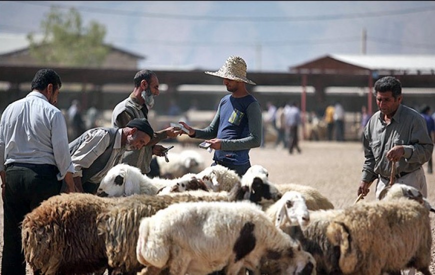 عدم اطلاع مسئول مربوطه از قیمت گوسفند یک روز مانده به عید قربان