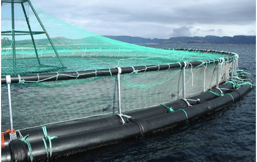رها سازی پنج هزار بچه ماهی در پروژه اقتصاد مقاومتی در قفس های دریایی