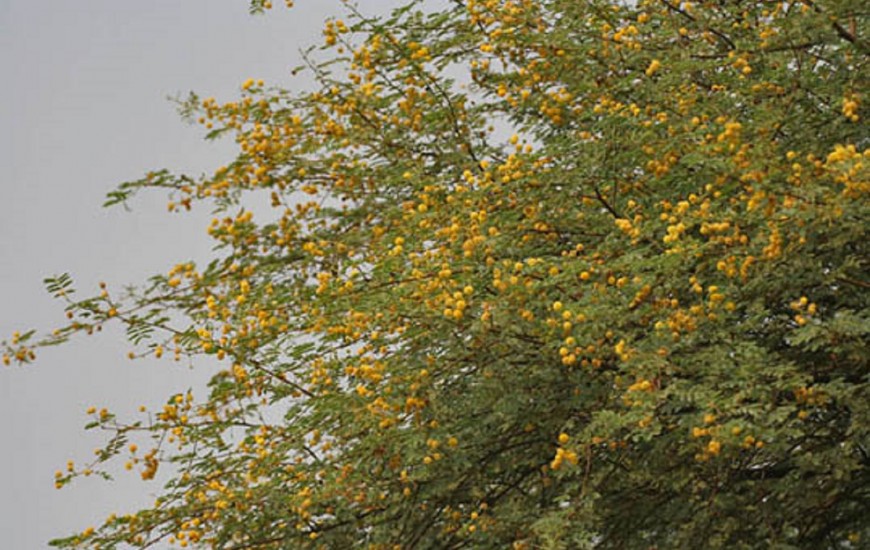 درخت «چش» نادر ترین گونه گیاهی چابهار در کشور