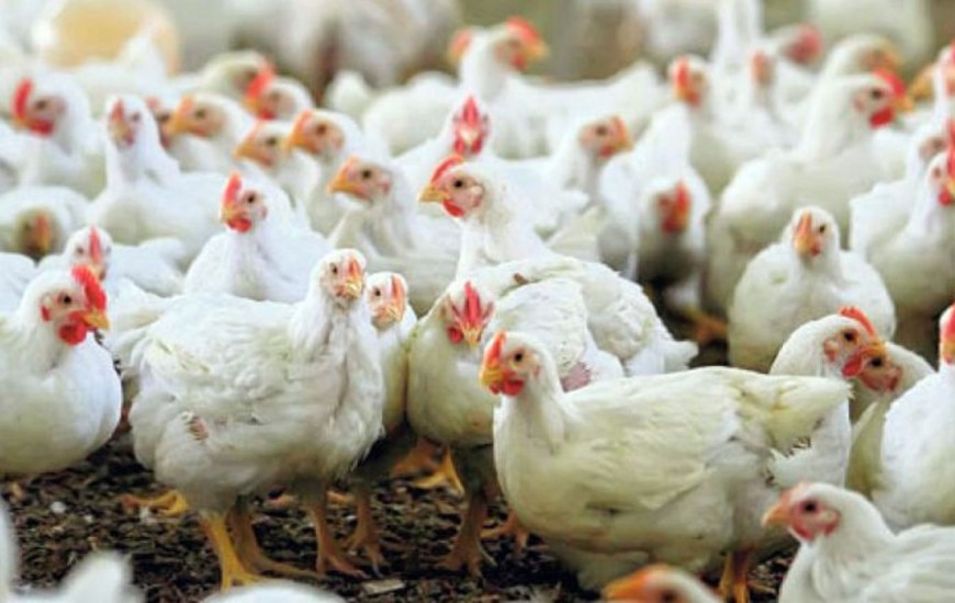عدم نظارت بر قیمت عرضه مرغ در چابهار عاملی بر تورم