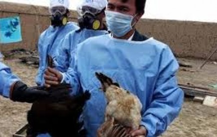 واکسیناسیون محیط بانان شهرستان سرباز برای پیشگیری از بیماری آنفلوانزای فوق حاد پرندگان