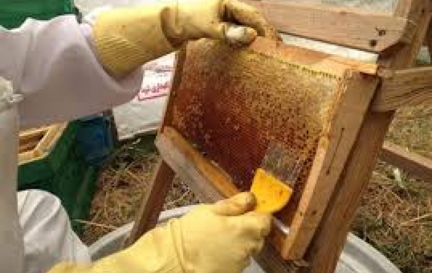 افزایش 31 درصدی تولید عسل در سیستان و بلوچستان