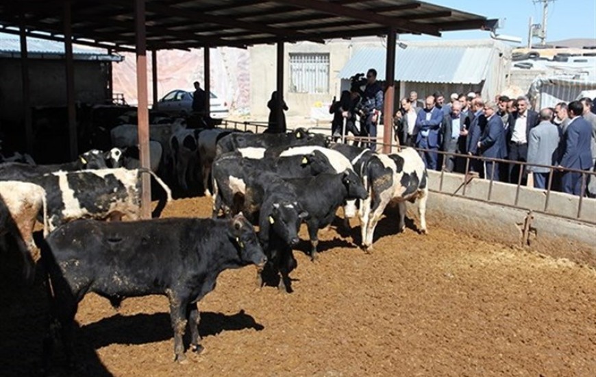 معاون دامپزشکی کشور: ۱۰۰ هزار راس گاو از برزیل وارد سیستان و بلوچستان می‌شود