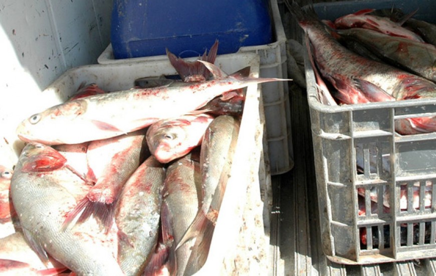 10 تن ماهی قاچاق در چابهار کشف شد