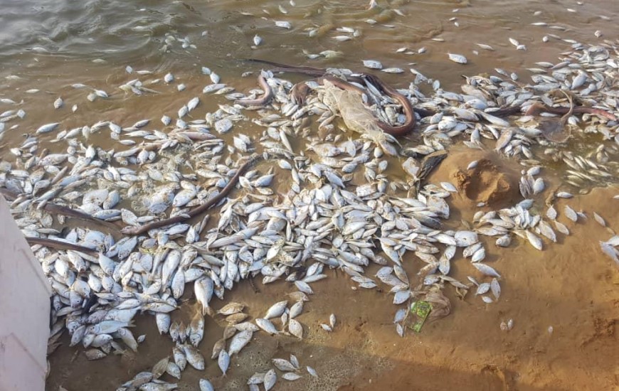 مرگ آبزیان سواحل چابهار بر اثر شکوفایی جلبک سمی بلوم