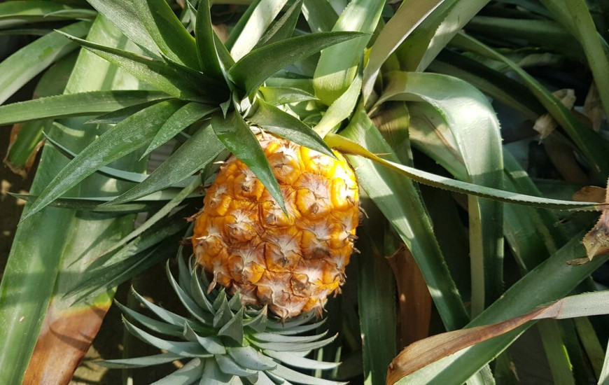 برداشت نخستین محصول آناناس کشور در چابهار