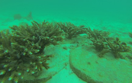 زیست بوم مرجانی پناهگاه گونه های جانوری دریایی/ اجرای طرح های ساخت صیدگاه های مصنوعی به شیوه های نوین و باغداری دریایی