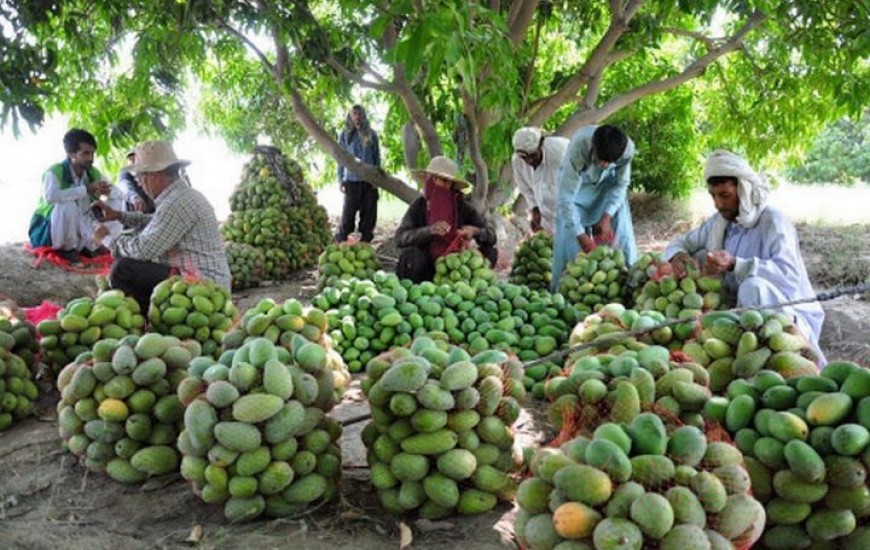 تولید نهال میوه‌های گرمسیری در استان سیستان و بلوچستان