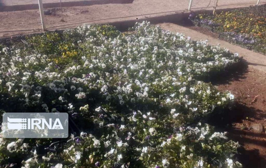 شهردار:۴۰ هزار اصله نهال گل و گیاه زینتی در معابر خاش کاشته شد