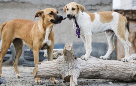 دلسوزی اشتباه برای سگ های ولگرد باعث افزایش بی رویه آنها شده است/بیش از ۱۰۰مورد سگ گزیدگی در شهرستان چابهار در سال جاری گزارش شده است